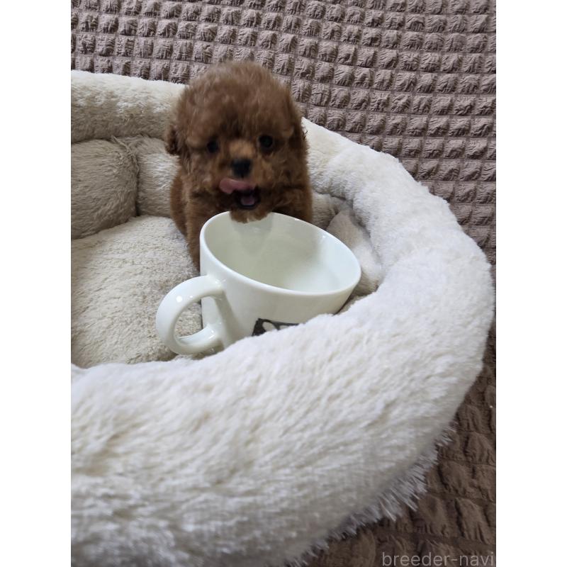 販売中の埼玉県のティーカッププードル-440077の3枚目