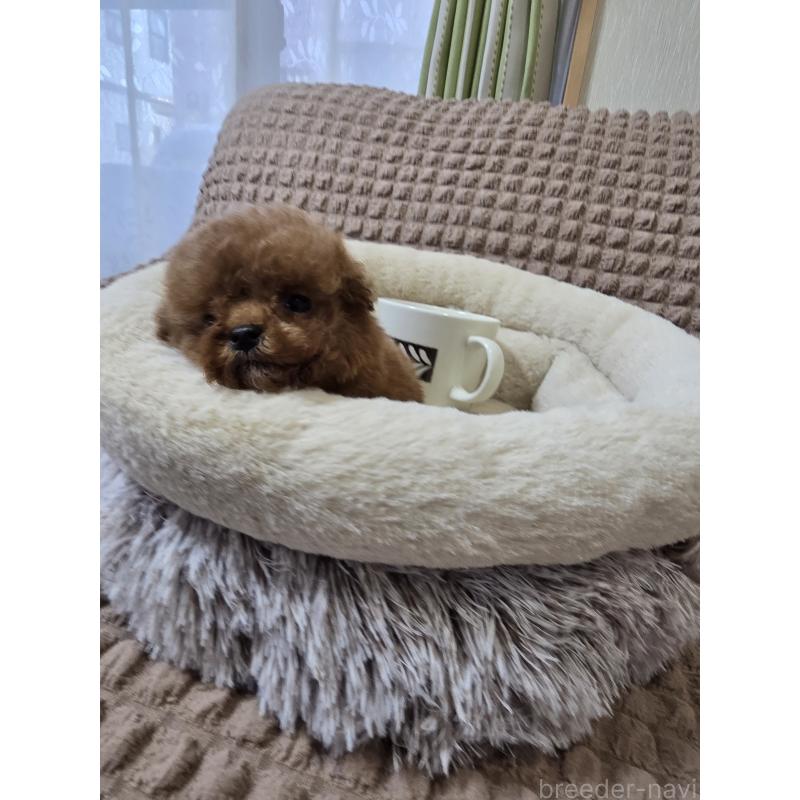 販売中の埼玉県のティーカッププードル-440077の2枚目