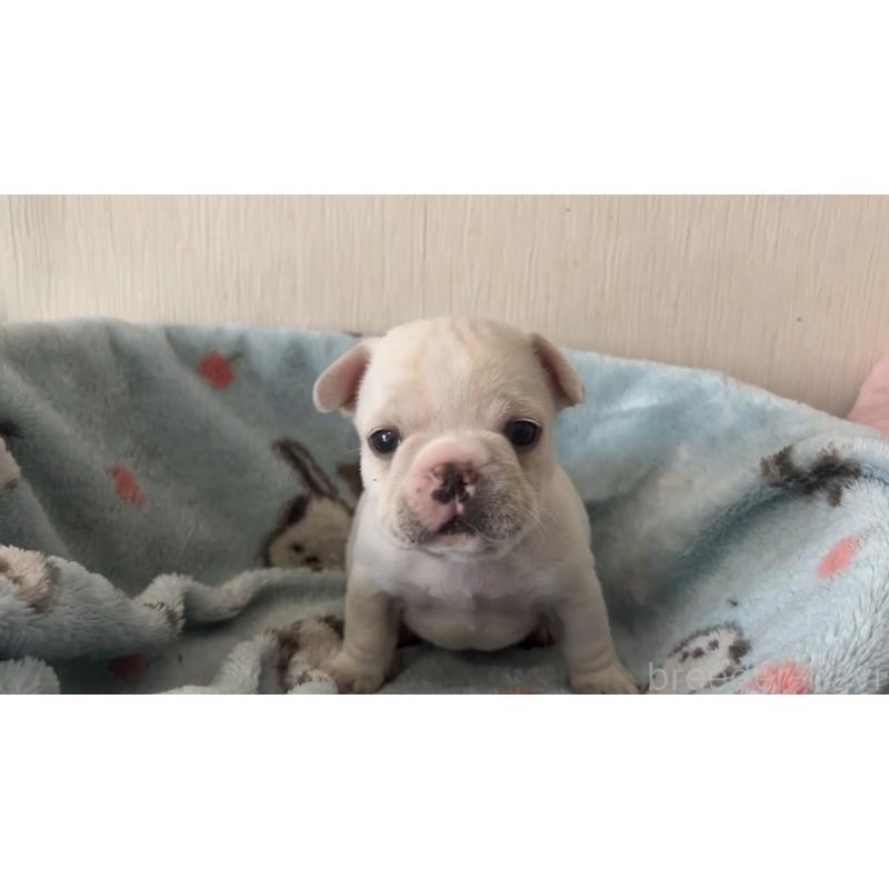販売中の岡山県のフレンチブルドッグ-434752の6枚目