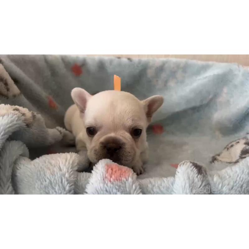 販売中の岡山県のフレンチブルドッグ-434753の5枚目