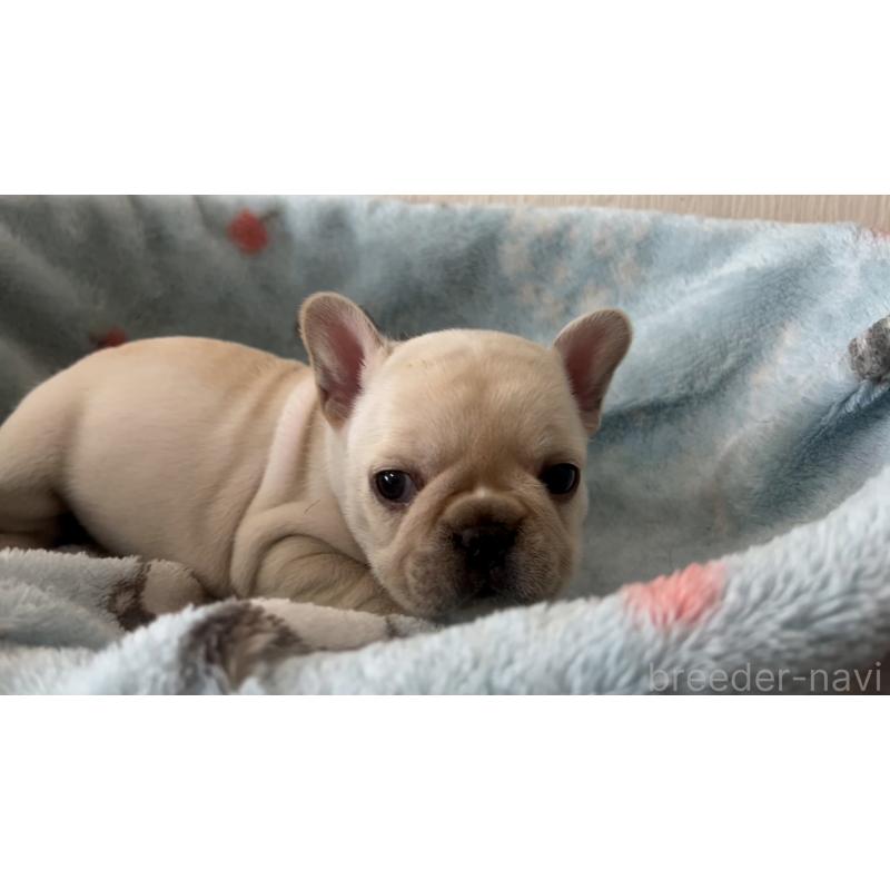 販売中の岡山県のフレンチブルドッグ-434754の14枚目