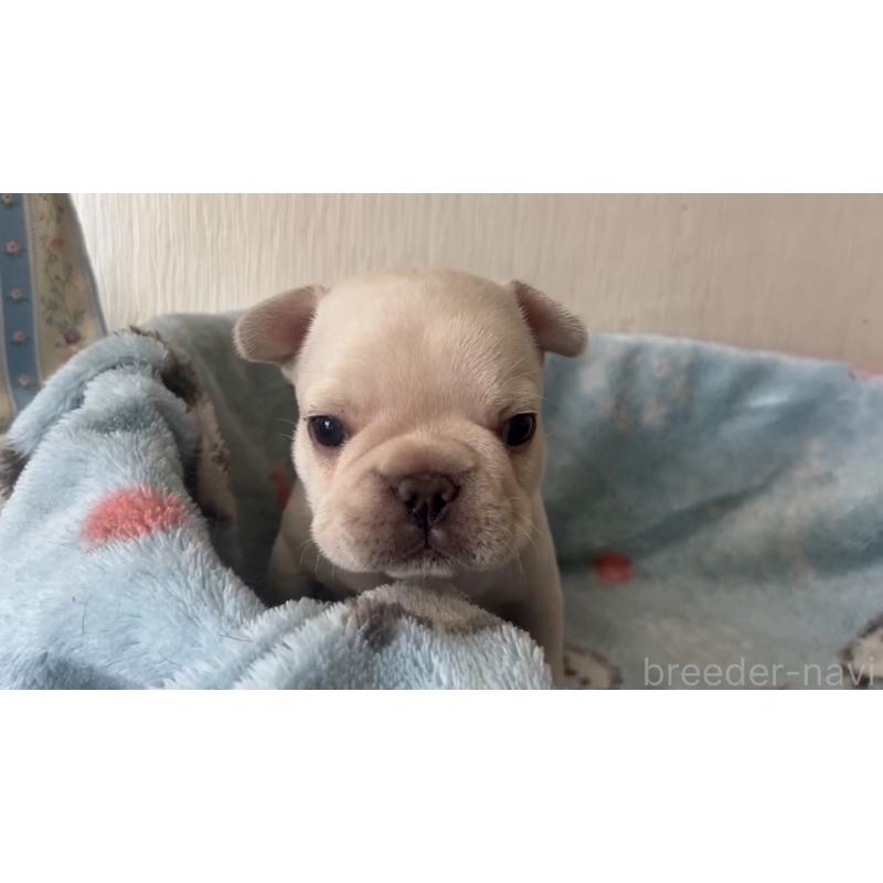販売中の岡山県のフレンチブルドッグ-434755の15枚目