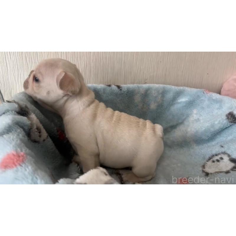 販売中の岡山県のフレンチブルドッグ-434755の14枚目