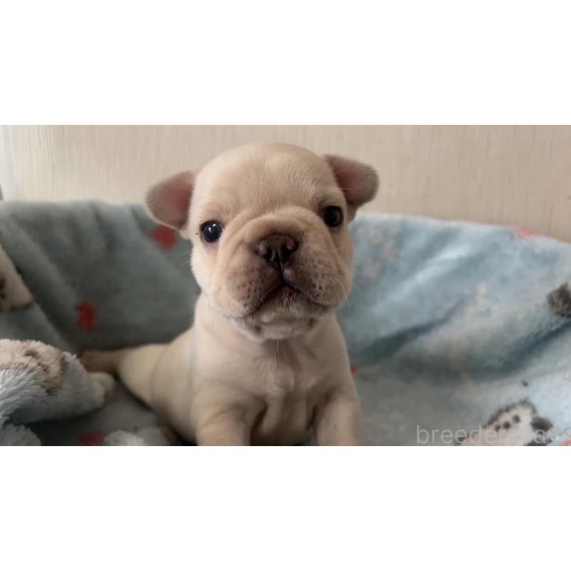 販売中の岡山県のフレンチブルドッグ-434755の13枚目