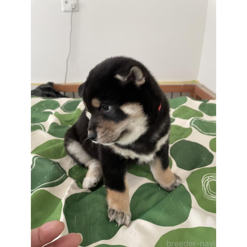 販売中の大阪府の柴犬-440078の4枚目