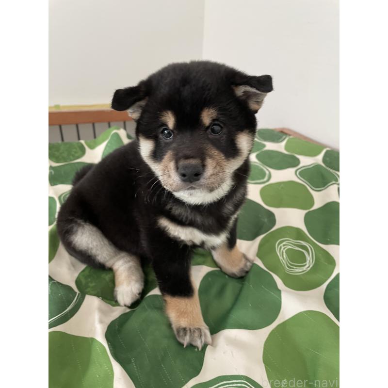 販売中の大阪府の柴犬-440078の3枚目