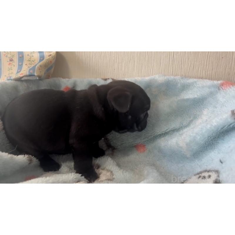 販売中の岡山県のフレンチブルドッグ-434756の7枚目