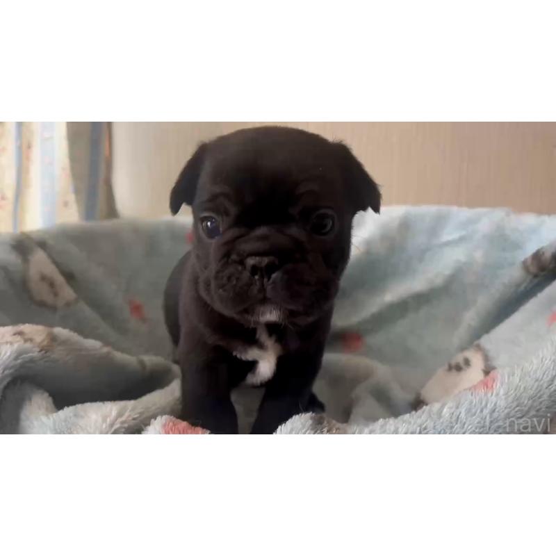 販売中の岡山県のフレンチブルドッグ-434756の6枚目