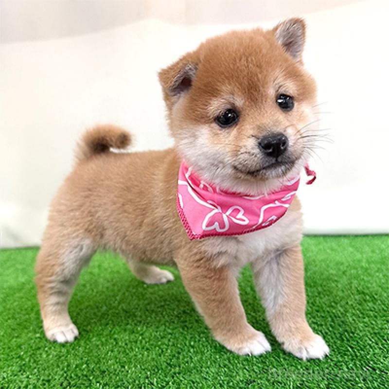 販売中の神奈川県の豆柴-439975