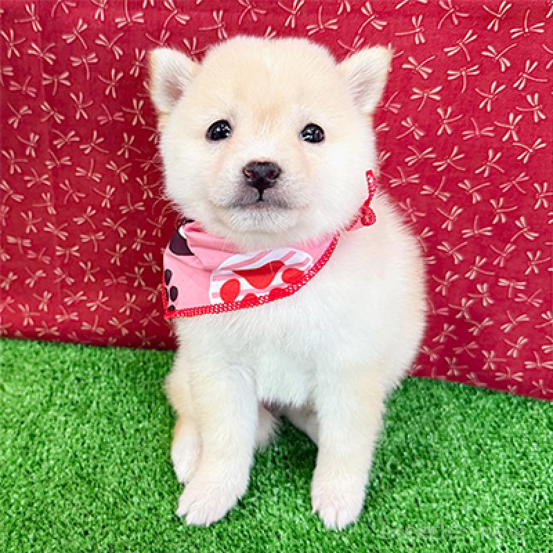 販売中の神奈川県の豆柴-439972