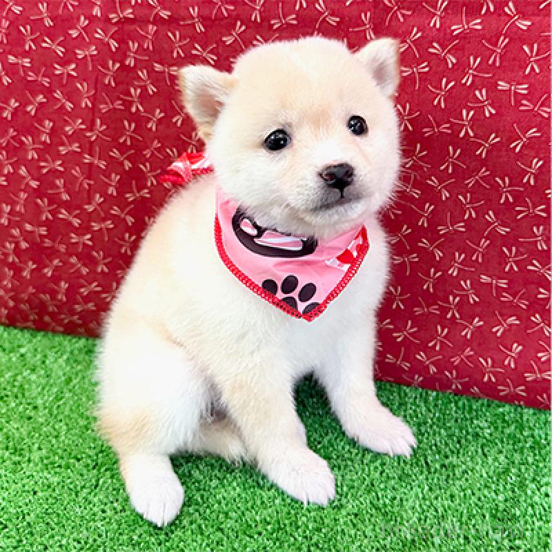 成約済の神奈川県の豆柴-439972の4枚目