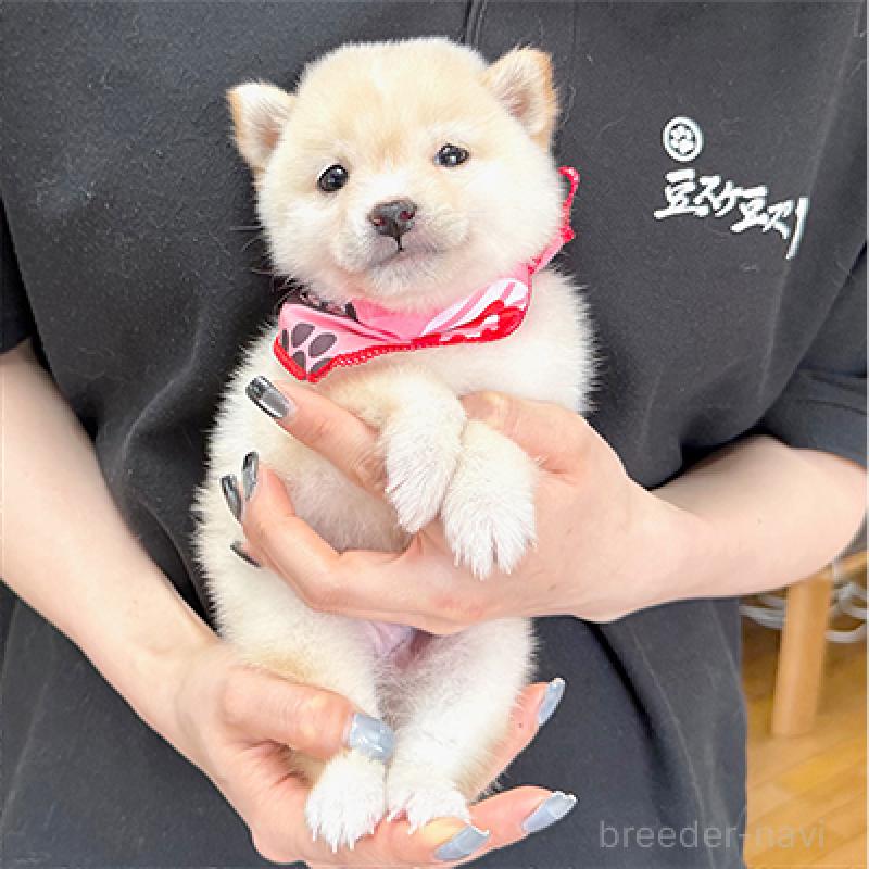 成約済の神奈川県の豆柴-439972の3枚目