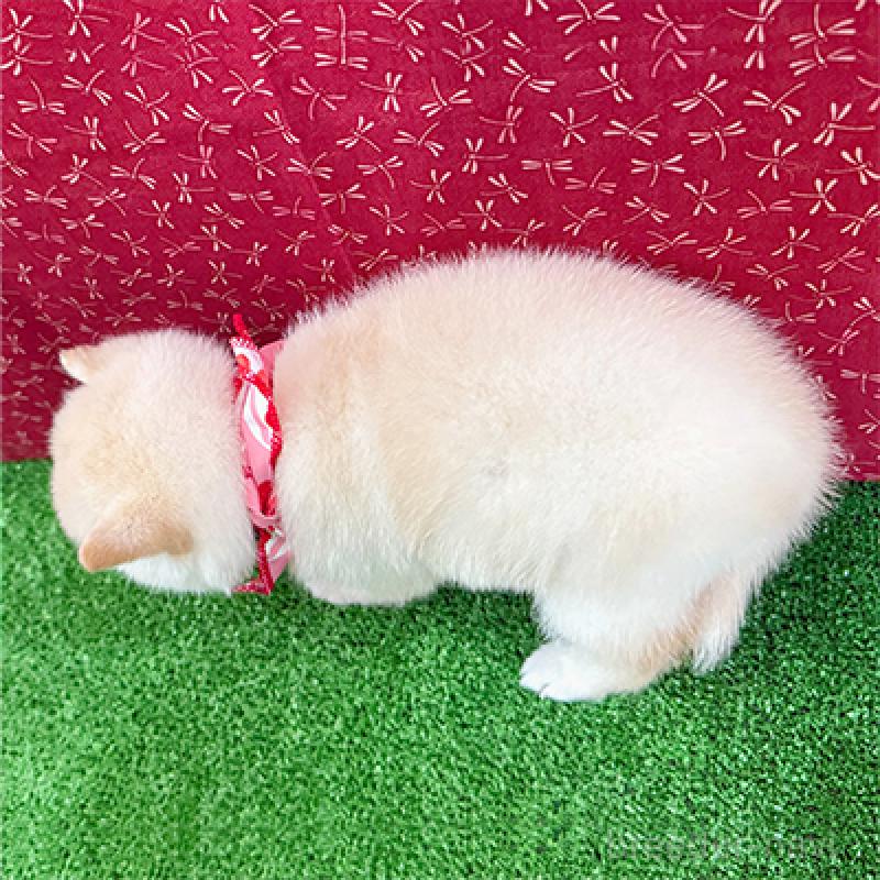 成約済の神奈川県の豆柴-439972の2枚目