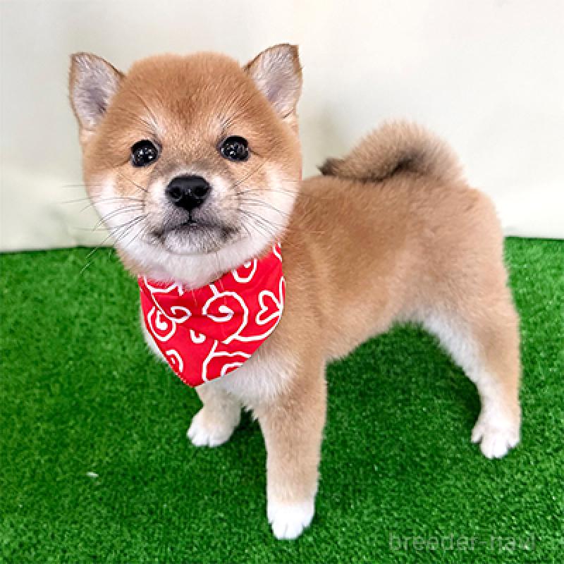 販売中の神奈川県の豆柴-439249