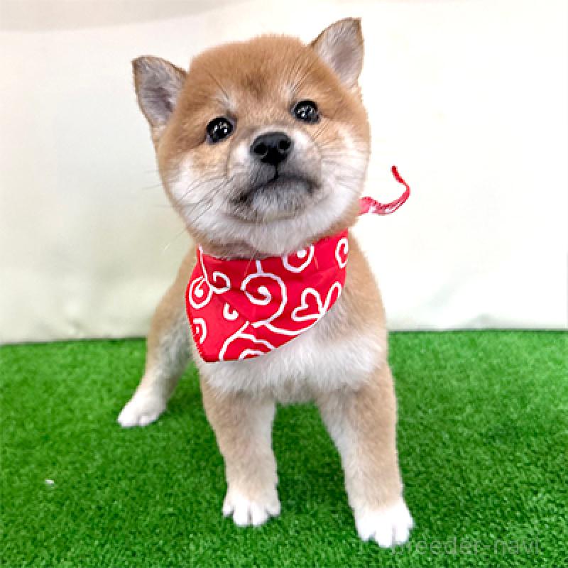 成約済の神奈川県の豆柴-439249の4枚目