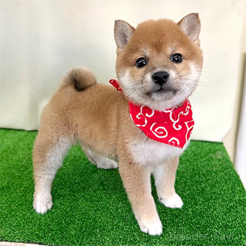 成約済の神奈川県の豆柴-439249の3枚目