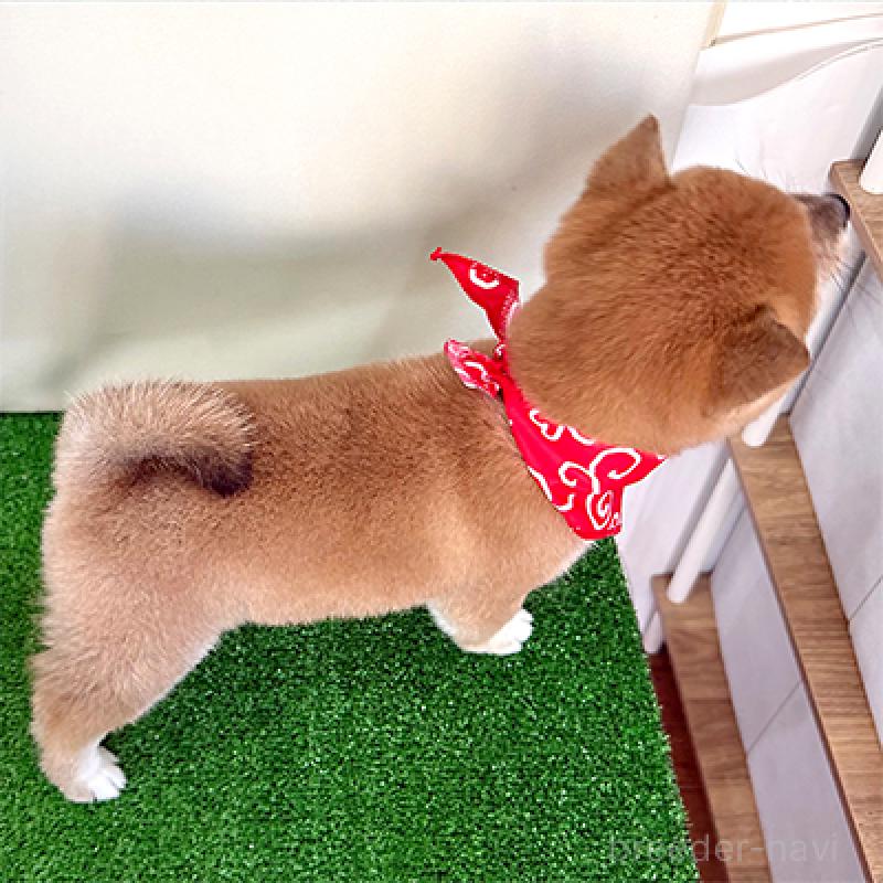 成約済の神奈川県の豆柴-439249の2枚目