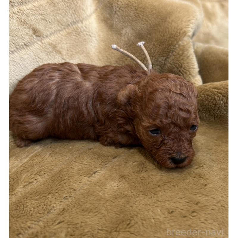 販売中の愛媛県のタイニープードル-435772の5枚目