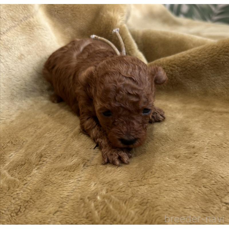 販売中の愛媛県のタイニープードル-435772の4枚目