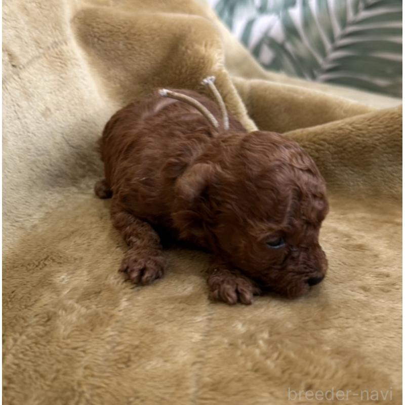 販売中の愛媛県のタイニープードル-435772の3枚目