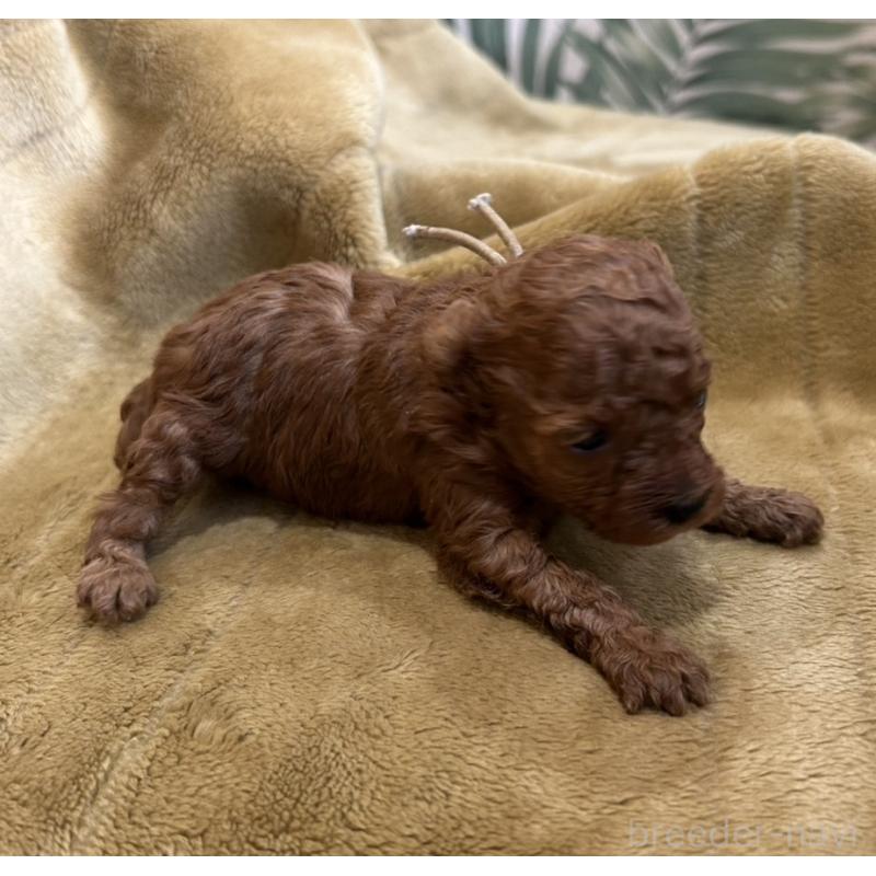 販売中の愛媛県のタイニープードル-435772の2枚目