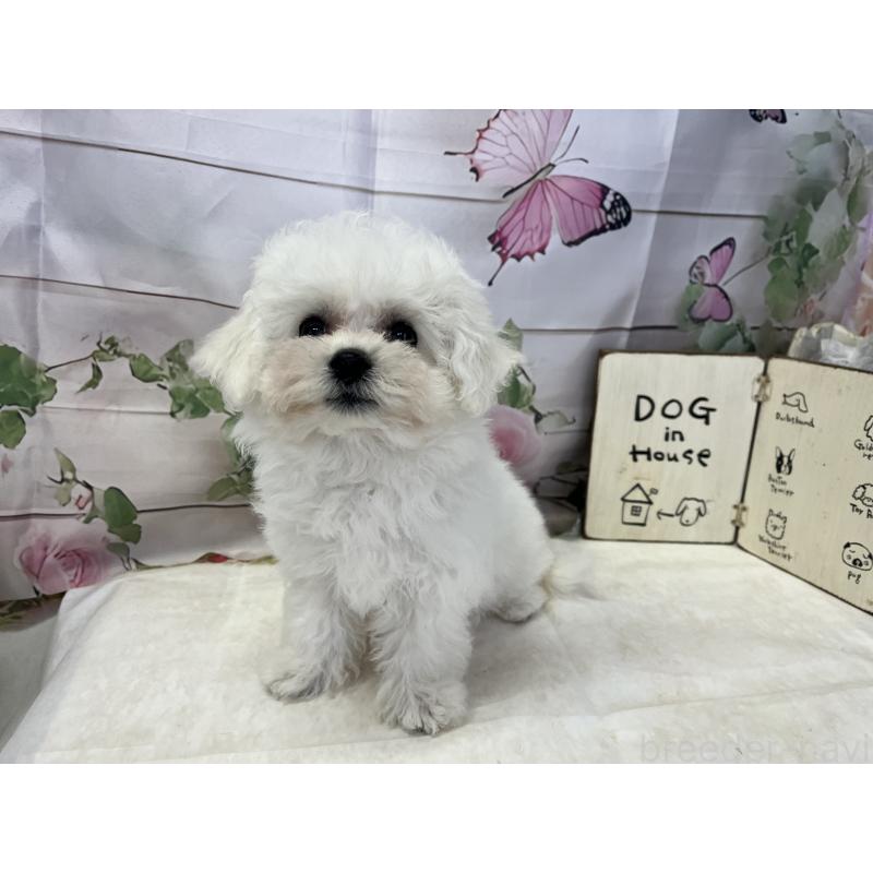 販売中の愛知県のビションフリーゼ-436346の8枚目