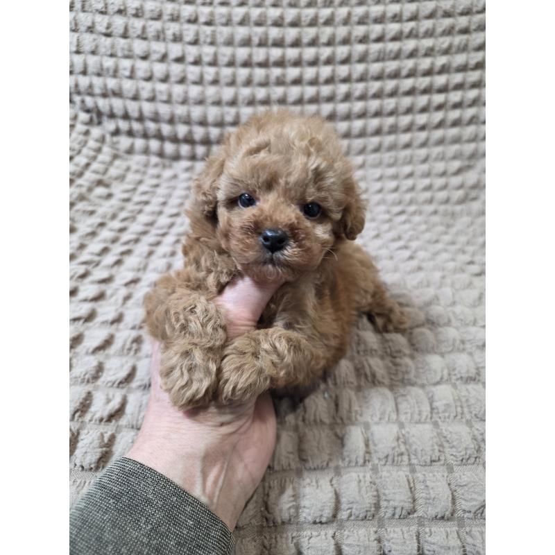 販売中の埼玉県のティーカッププードル-440081の6枚目