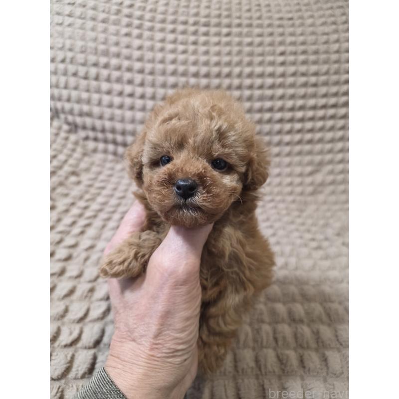 販売中の埼玉県のティーカッププードル-440081の5枚目