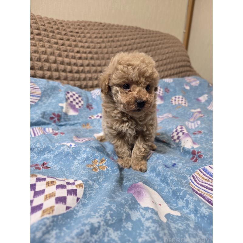 販売中の埼玉県のティーカッププードル-440081の4枚目