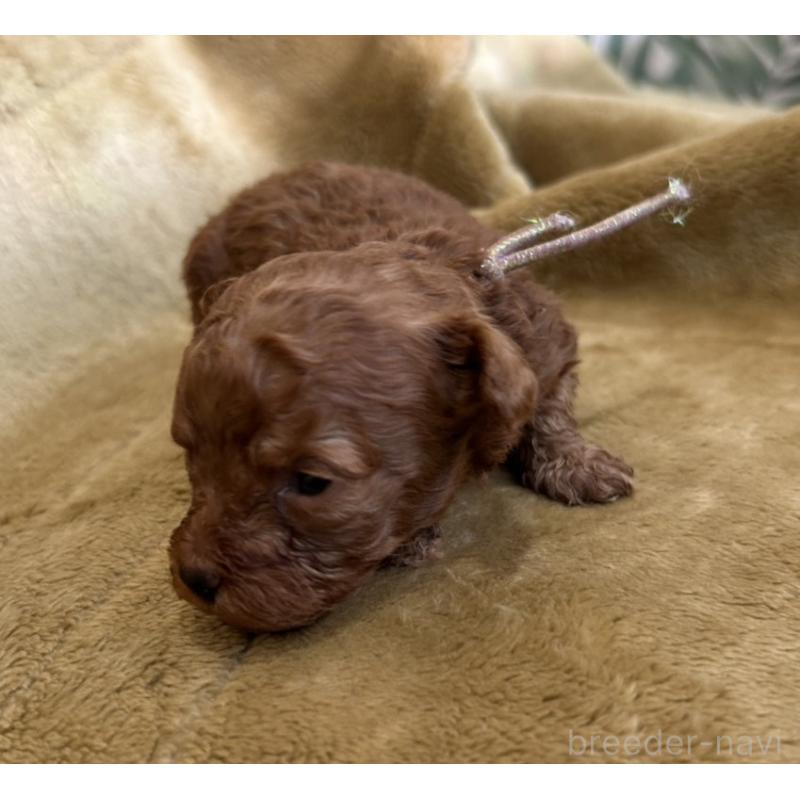 販売中の愛媛県のタイニープードル-440080の5枚目