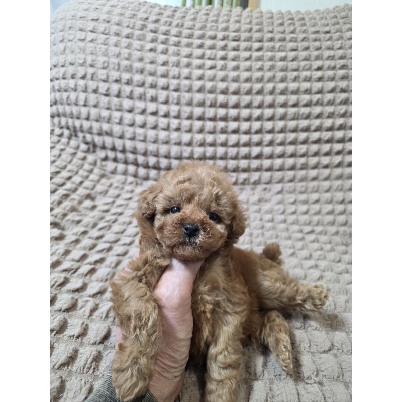 販売中の埼玉県のティーカッププードル-440081の2枚目