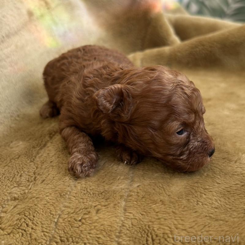 販売中の愛媛県のタイニープードル-440080の4枚目