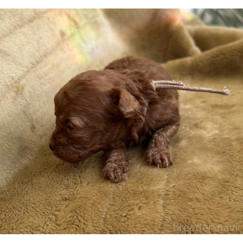 販売中の愛媛県のタイニープードル-440080の3枚目