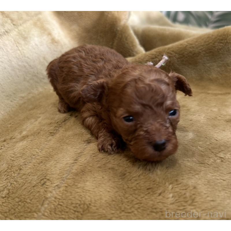 販売中の愛媛県のタイニープードル-440080の2枚目