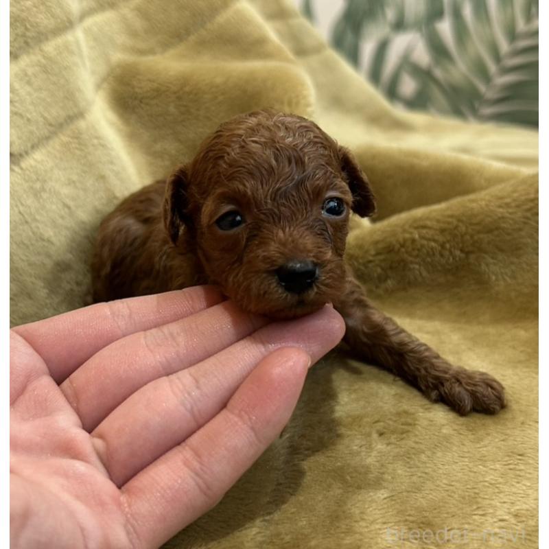 販売中の愛媛県のタイニープードル-440082の6枚目