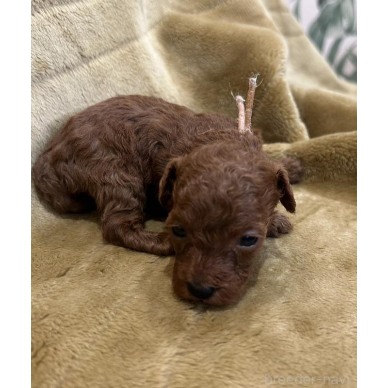 販売中の愛媛県のタイニープードル-440082の5枚目