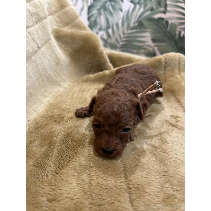 販売中の愛媛県のタイニープードル-440082の4枚目