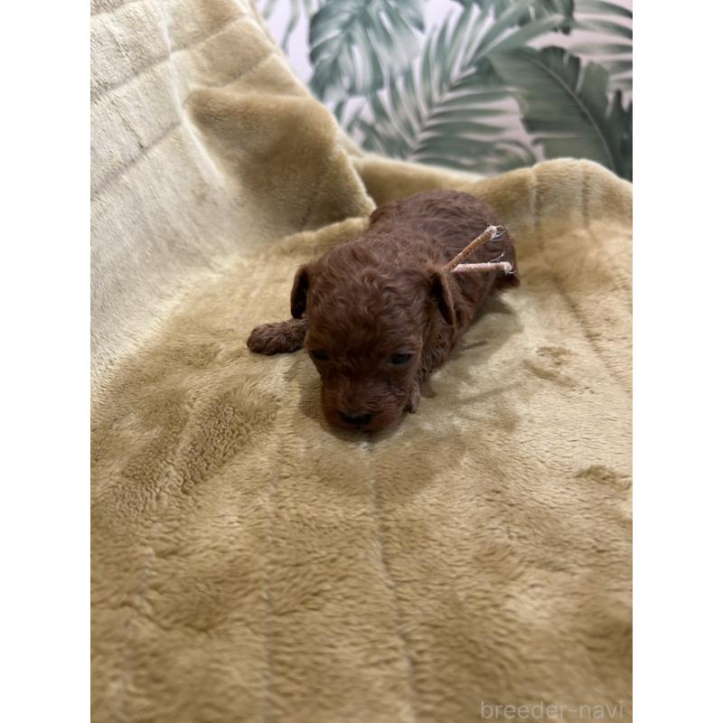 販売中の愛媛県のタイニープードル-440082の3枚目