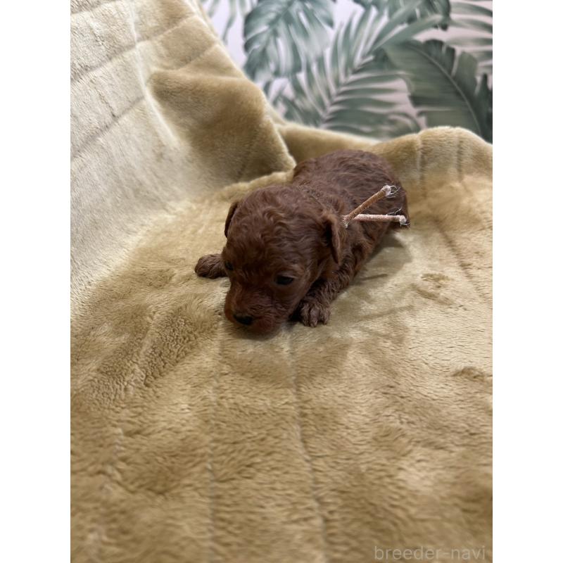 販売中の愛媛県のタイニープードル-440082の2枚目