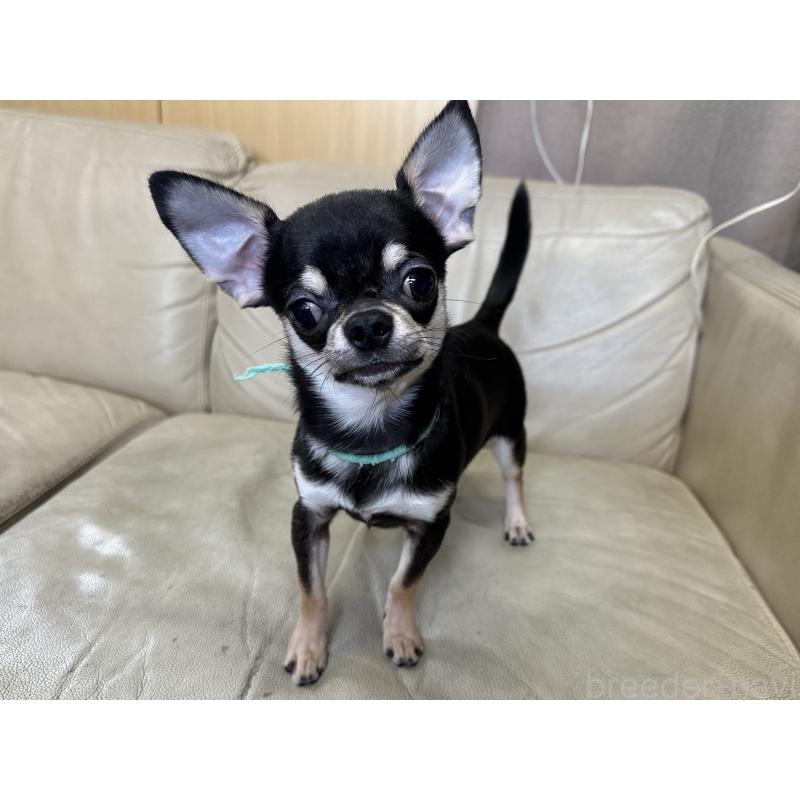 販売中の北海道のチワワ(スムースコート)-421452の7枚目