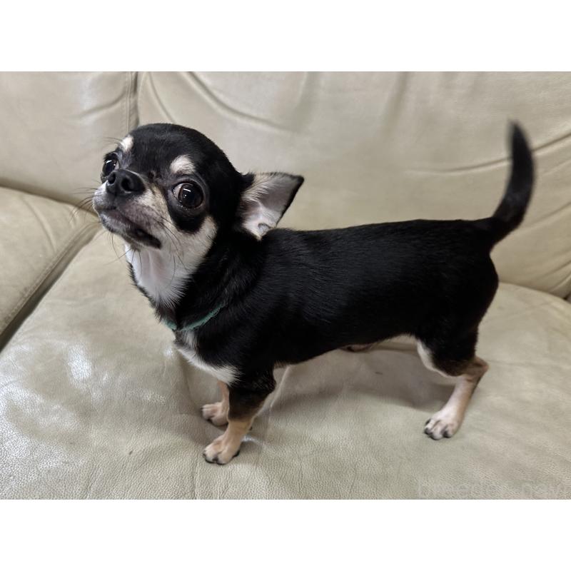 販売中の北海道のチワワ(スムースコート)-421452の5枚目