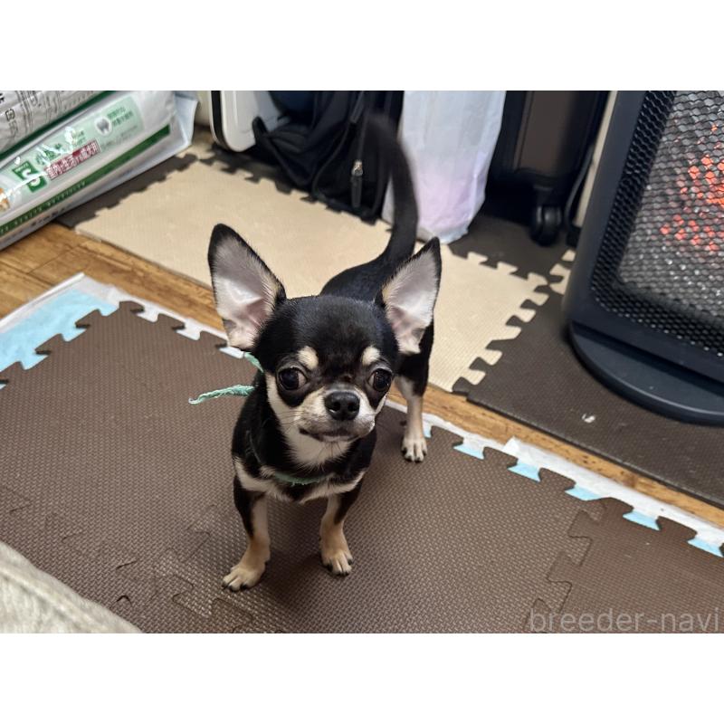 販売中の北海道のチワワ(スムースコート)-421452の3枚目