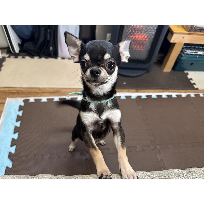 販売中の北海道のチワワ(スムースコート)-421452の2枚目