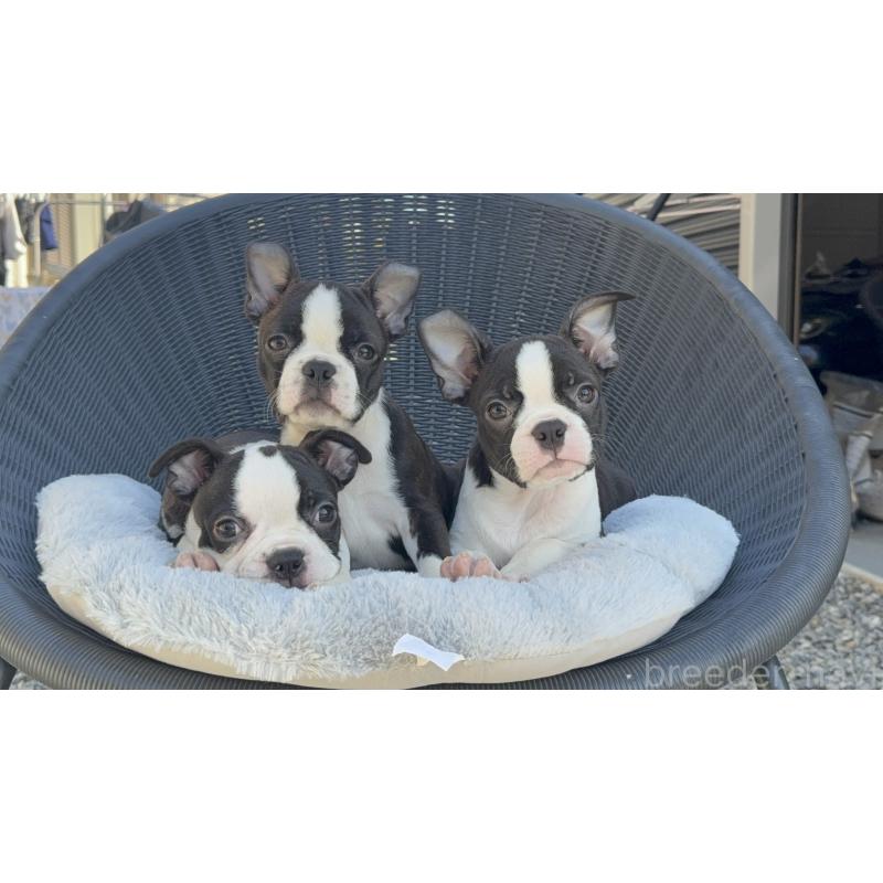 成約済の静岡県のボストンテリア-434916の5枚目