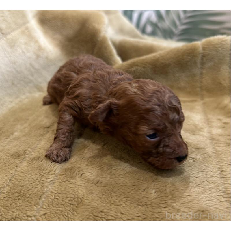 販売中の愛媛県のタイニープードル-440083の5枚目