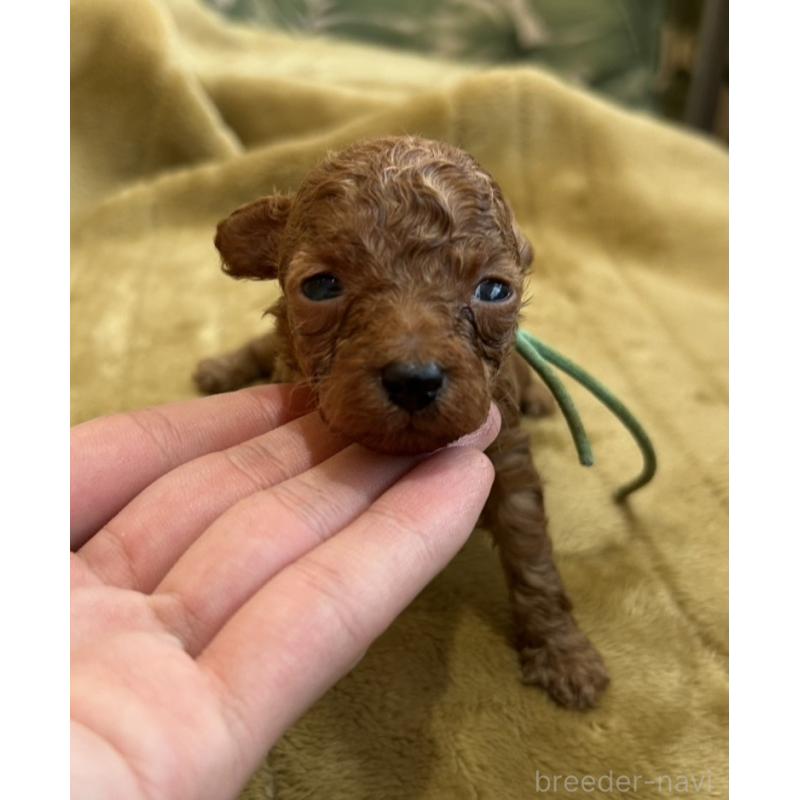 販売中の愛媛県のタイニープードル-440083の4枚目