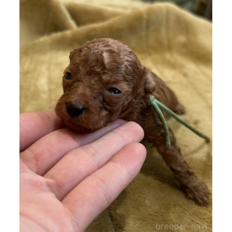 販売中の愛媛県のタイニープードル-440083の3枚目