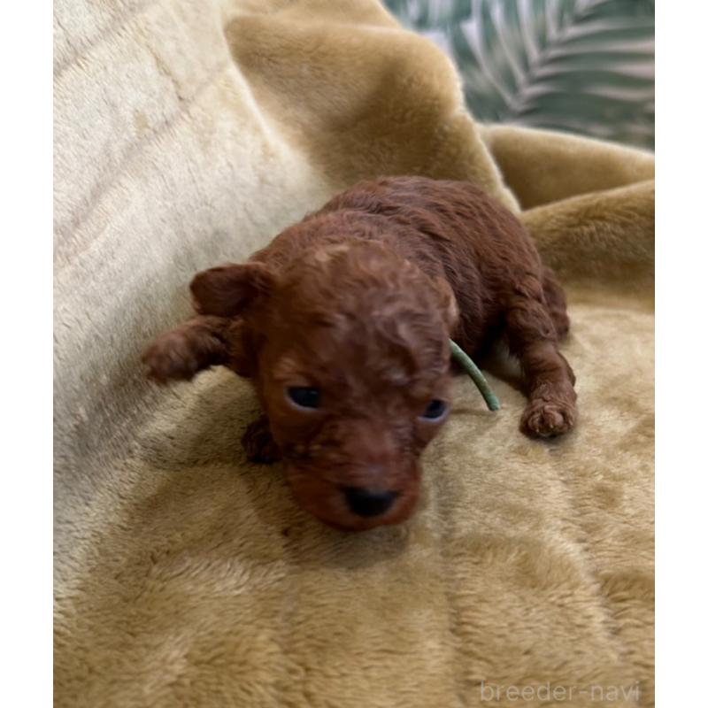 販売中の愛媛県のタイニープードル-440083の2枚目