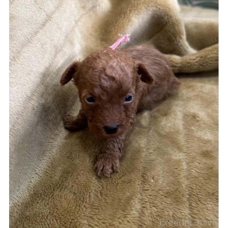 販売中の愛媛県のタイニープードル-440084の5枚目