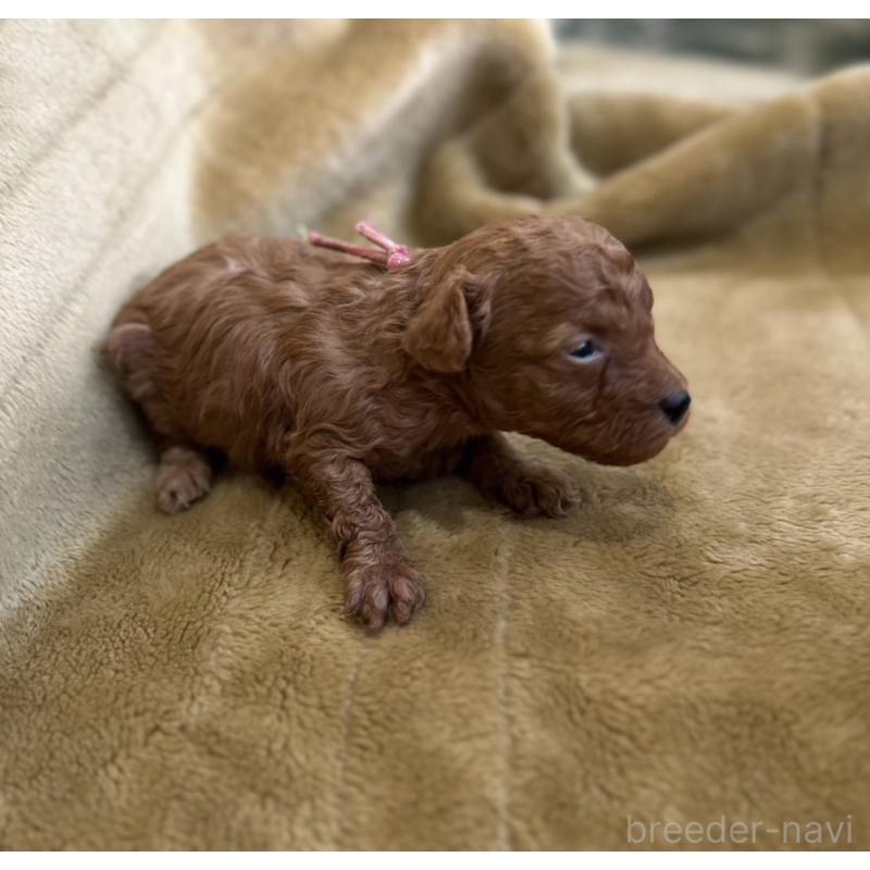 販売中の愛媛県のタイニープードル-440084の4枚目